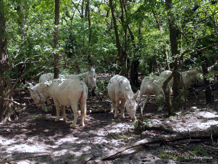 Close encounter with white donkeys in Burgenland, Austria