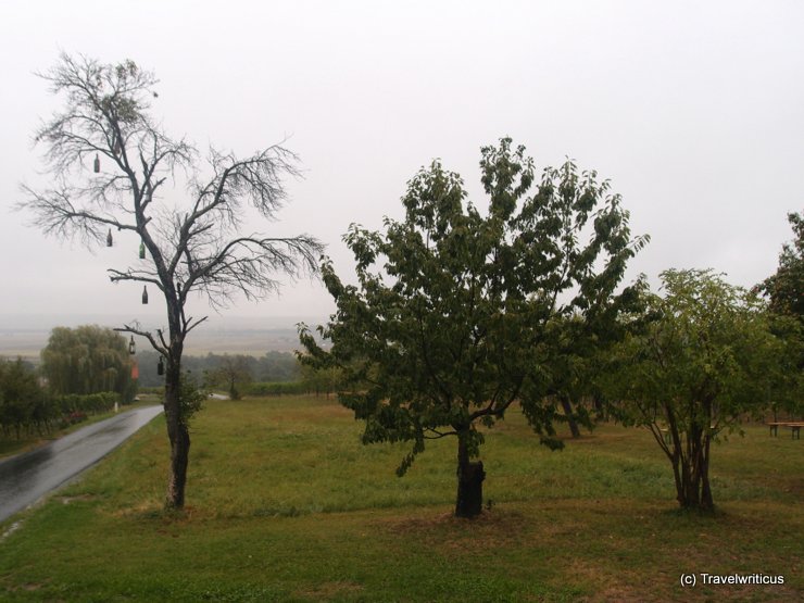 Odd tree at the Wohnothek in Deutsch Schützen-Eisenberg, Austria