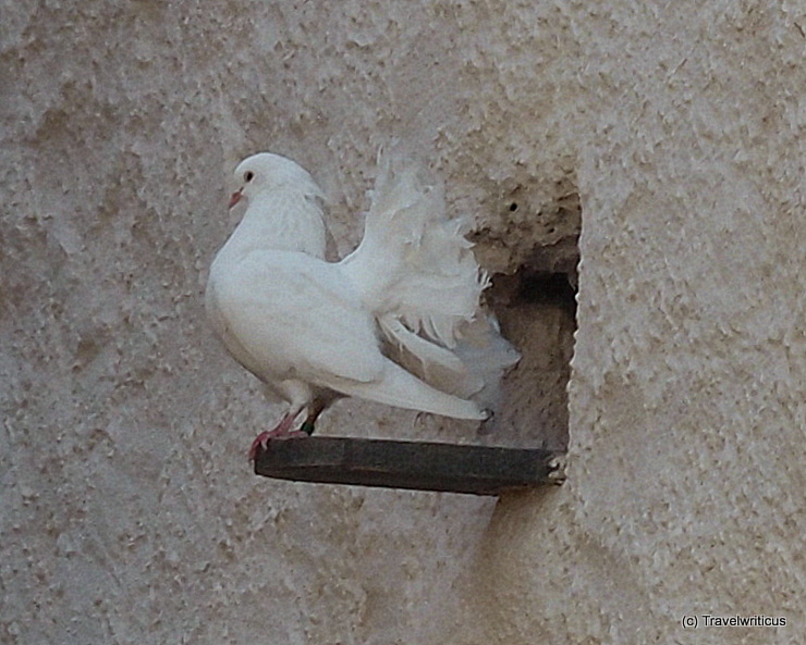 Fantail at Wartburg Castle in Eisenach, Germany