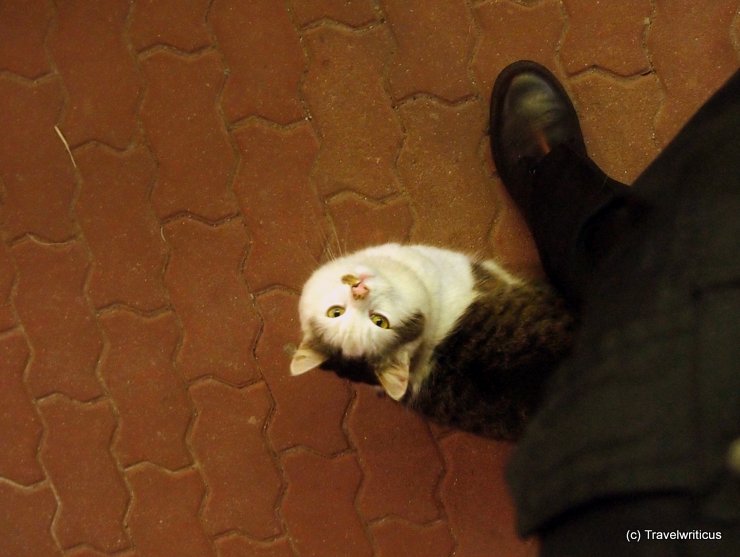 A friendly cat at the railway station of Friedberg