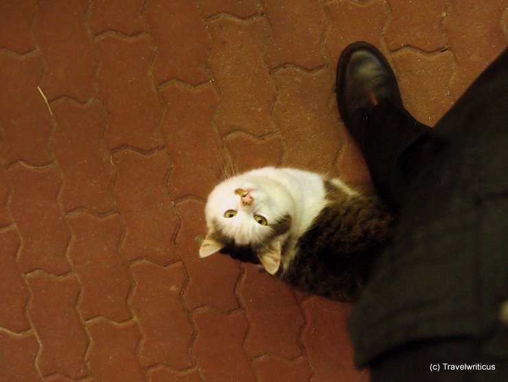 The cute cat of Friedberg, Austria A friendly cat at the railway station of Friedberg