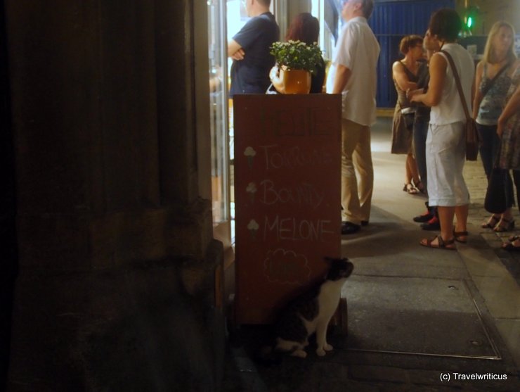 Cat at ice cream shop in Graz, Austria
