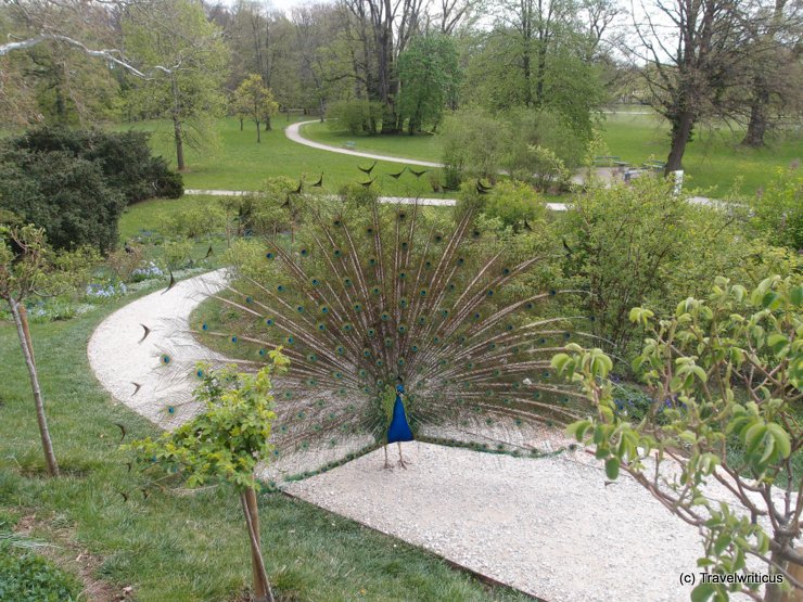 Peacock at Schloss Eggenberg in Graz, Austria