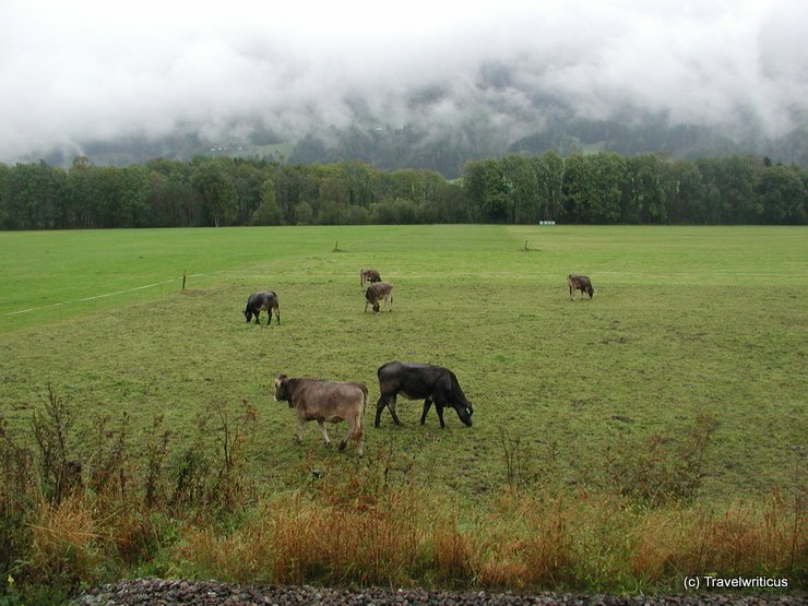 Pasture next to a railway line in Austria