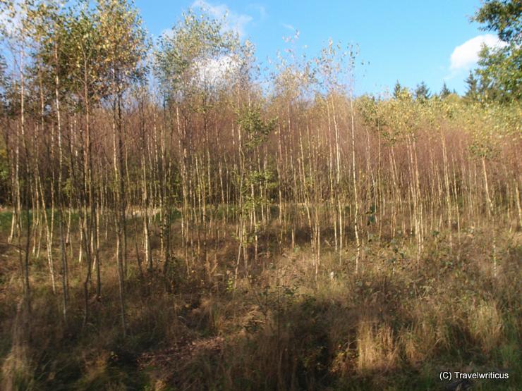 Trees along the Selke Valley Railway in Harz, Germany