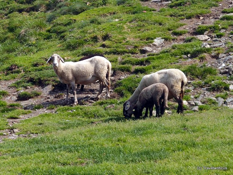 Herd of sheep in Haus, Austria