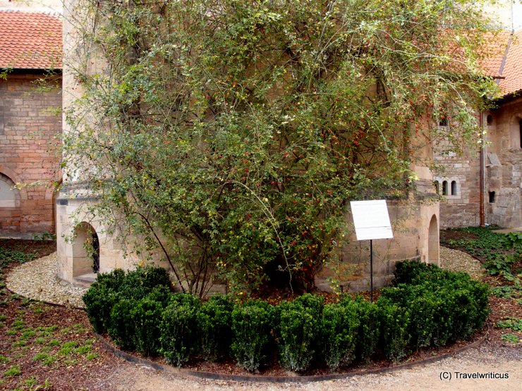 Thousand-year rose of Hildesheim in Germany