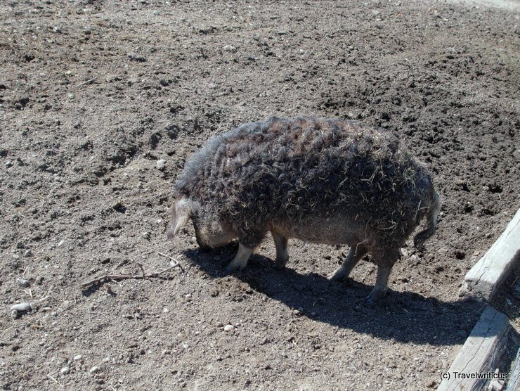 A pig breed named Mangalitza in Burgenland, Austria