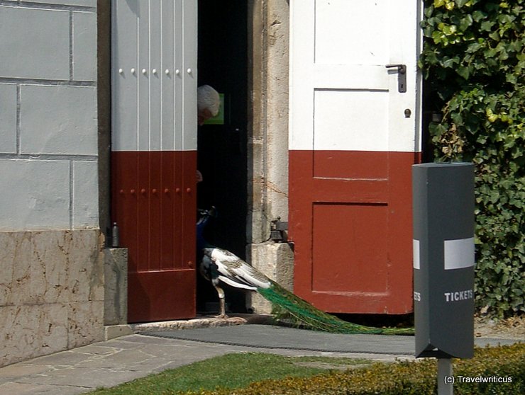 Peacock at ticket shop of Schloss Ambras, Austria