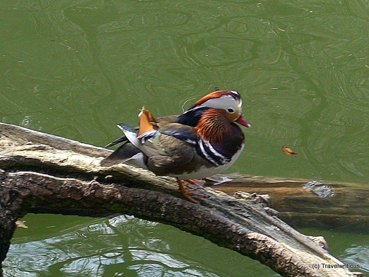 Mandarin Duck at Ambras Castle, Austria