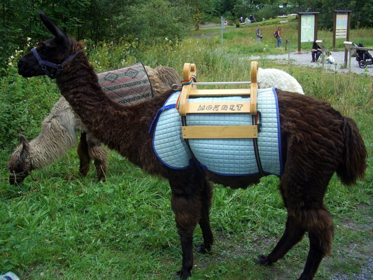 Llama trekking in Kaprun, Austria