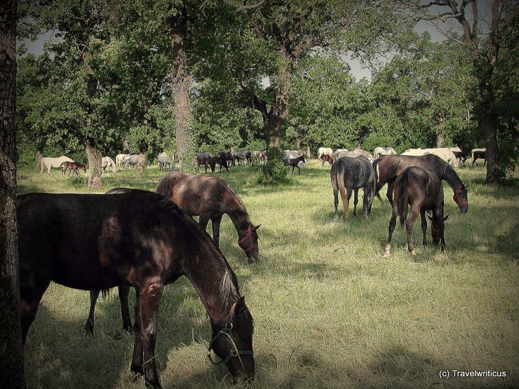Black Lipizzaner horses at Lipica Stud Farm in Slovenia