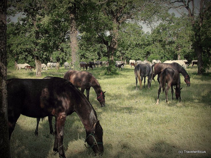 Dark Lipizzan horses at Lipica stud farm in Slovenia