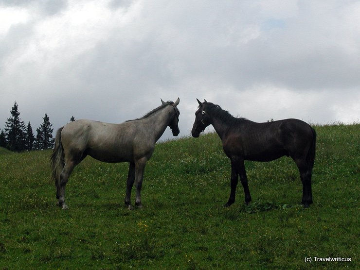 White and dark Lipizzan horses