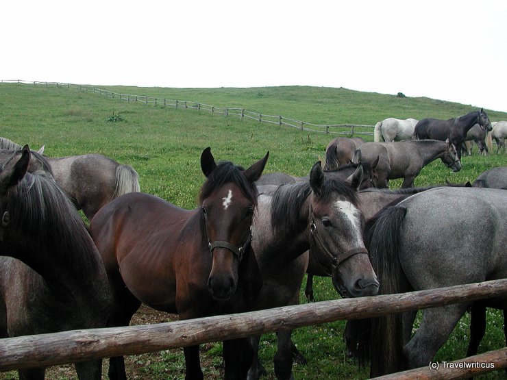 Herd of Lipizzan horses