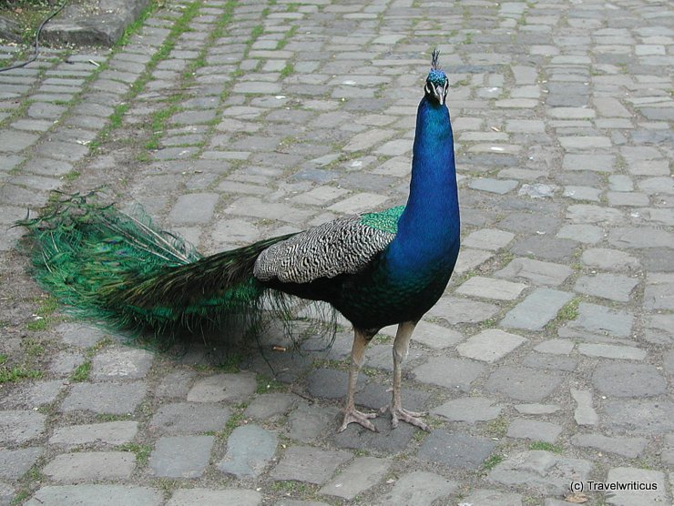 Male peacock at Schloss Rheydt, Germany