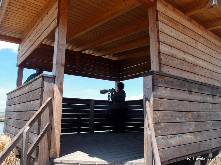 Bird watching at the Neusiedler See, Austria