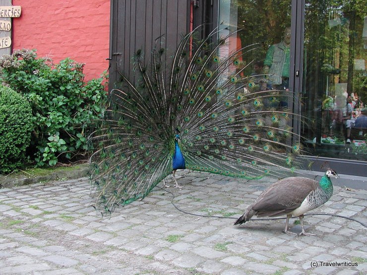 Proposing peacock at Schloss Rheydt, Germany