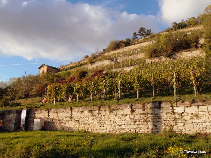 Vineyards in the Saale-Unstrut region of Saxony-Anhalt, Germany