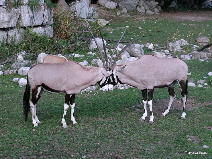 Oryxes in Salzburg, Austria