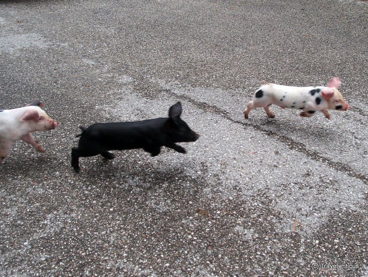 Free running piglets in Schlierbach, Austria