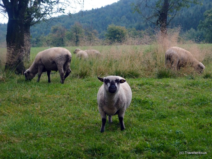 Shropshire sheep in Schlierbach, Austria