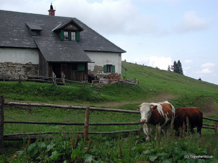 Cattle in Styria, Austria