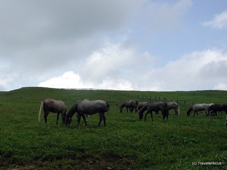 Summer pasture of Lipizzan horses in Austria