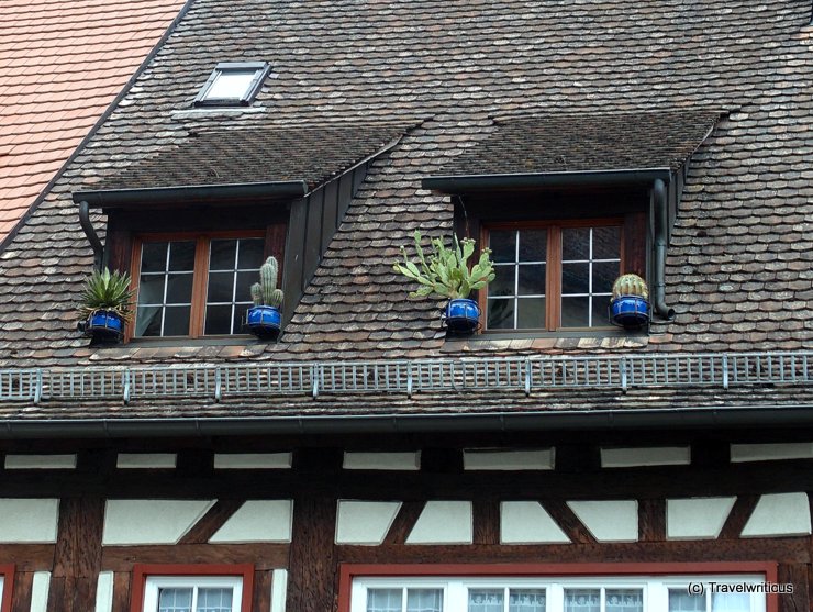 Cactuses in Überlingen, Germany