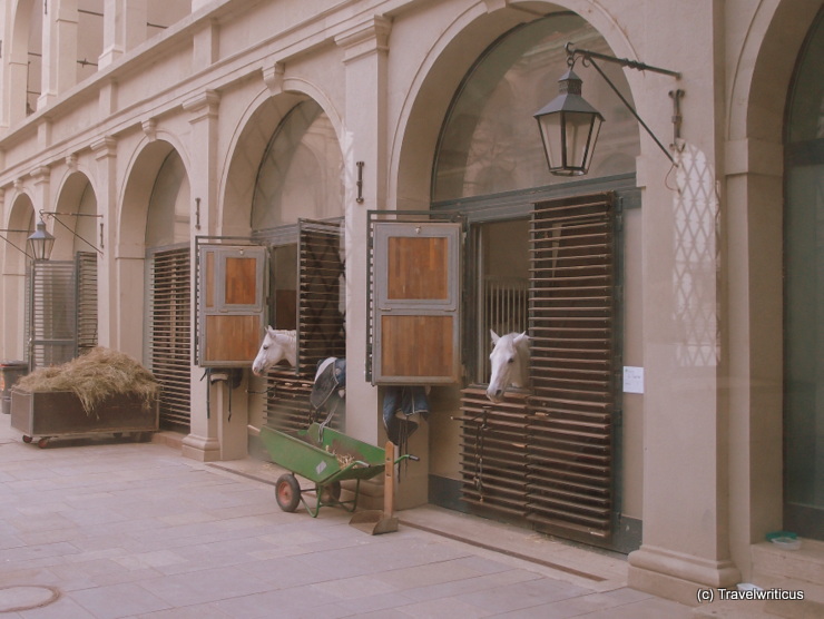 Lippizan horses in their boxes